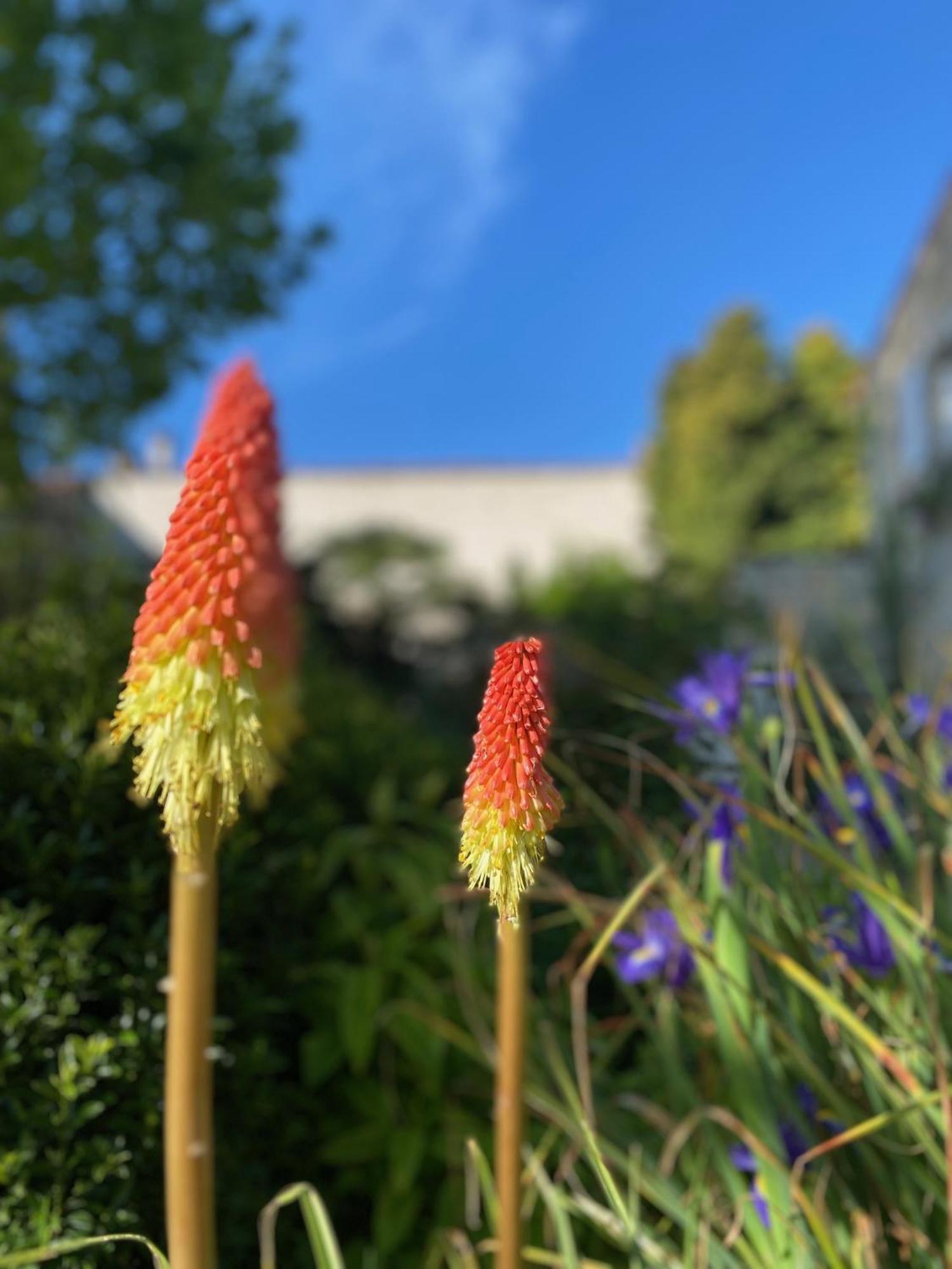 Aux Agapanthes, Chambres D'Hotes Charentaises De Charme Avec Piscine Aumagne Екстериор снимка